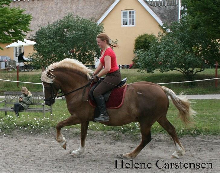 Welsh Cob (sec D) Mondetgården's Vivaldi  - #9 NYT Dressur-træning. Gennembrud i galoppen. Vores første samlede galop. Han var bare GENIAL !! Så stolt af min Stjerne. 24/7-2010 Fotograf: Maria billede 9
