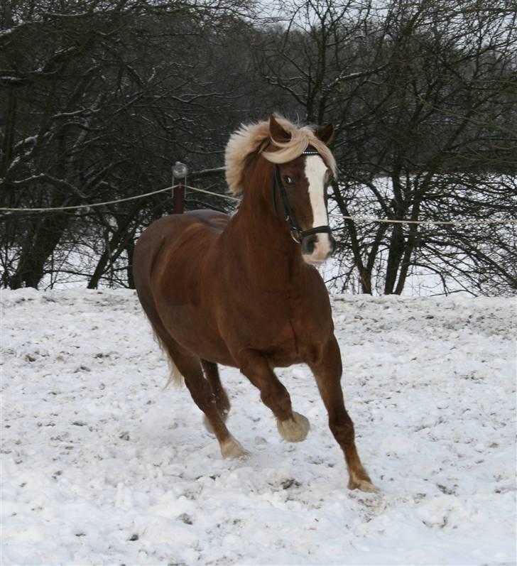 Welsh Cob (sec D) Mondetgården's Vivaldi  - #10 Udtryksfuld som altid..! 20/12-2009 Fotograf: HC-photo (mig) billede 10
