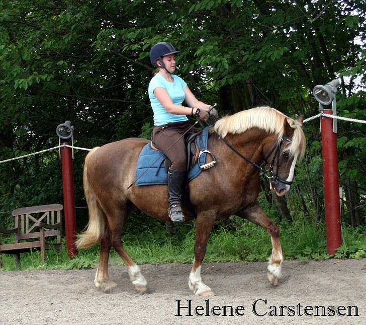 Welsh Cob (sec D) Mondetgården's Vivaldi  - #11 Dressur-træning. Igen en dejlig løs tøjle og tjek lige den hals :-P 17/7-2010 Fotograf: Natascha billede 11