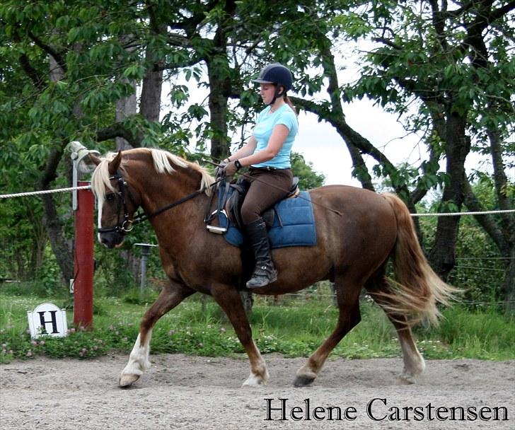 Welsh Cob (sec D) Mondetgården's Vivaldi  - #12 Dressur-træning. Dejlig runding i nakken mangler bare lige lidt runding i ganachen. 17/7-2010 Fotograf: Natascha billede 12