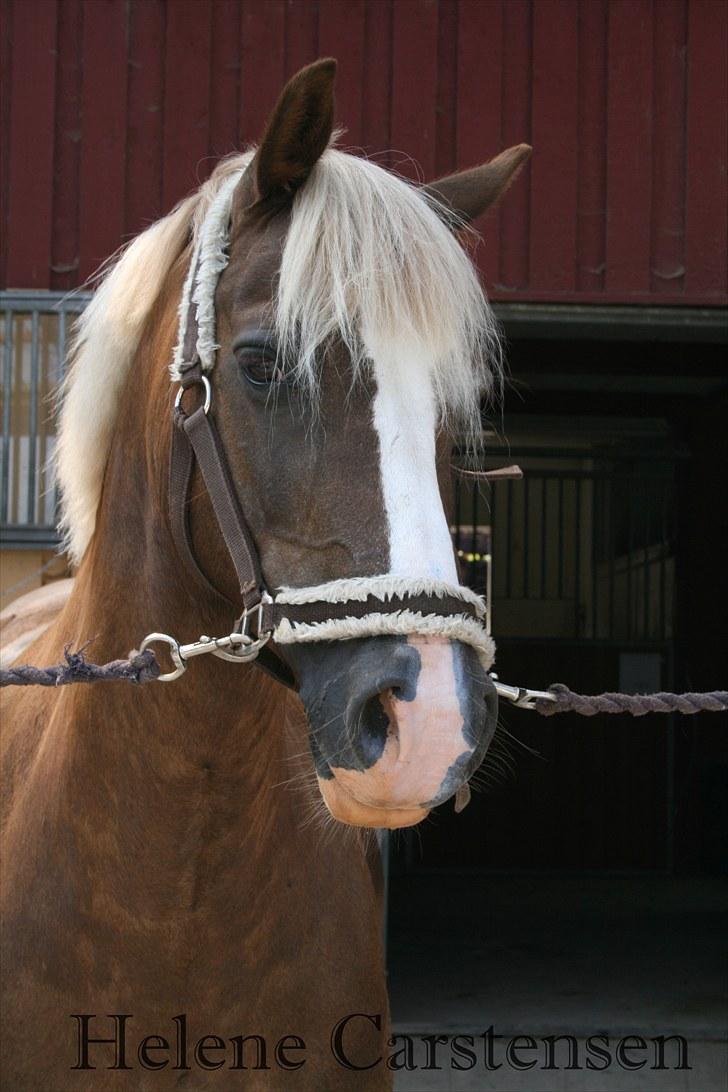 Welsh Cob (sec D) Mondetgården's Vivaldi  - #13 Villy efter et afslappet bad Fotograf: Helene Carstensen (mig)  billede 13