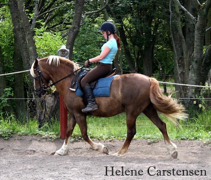 Welsh Cob (sec D) Mondetgården's Vivaldi  - #14 Dressur-træning. Super lækker runding i nakken :-) 17/7-2010 Fotograf: Natascha billede 14