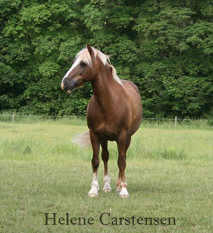 Welsh Cob (sec D) Mondetgården's Vivaldi  - #15 Villy har smidt sin grime ude på folden O_o Tossede pony... Fotograf: Daniel billede 15