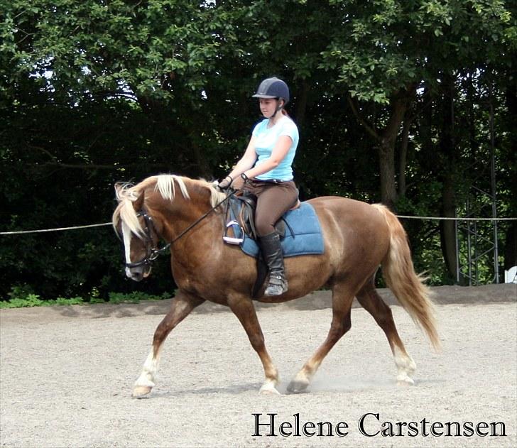 Welsh Cob (sec D) Mondetgården's Vivaldi  - #16 Dressur-træning. Er virkelig stolt over hvor langt vi er kommet på 1½ måned !! 17/7-2010 Fotograf: Natascha billede 16
