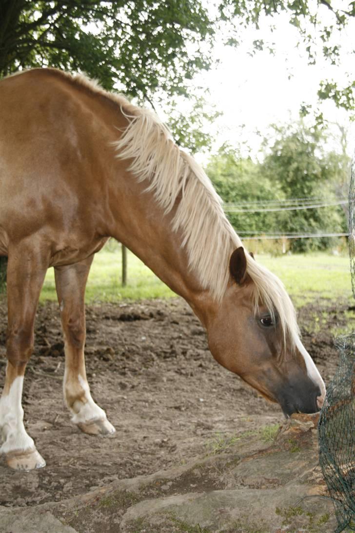 Welsh Cob (sec D) Mondetgården's Vivaldi  - #17 Hmm? Gad vide havd der er her... 20/7-2009 Fuld Copyright til HC-photo (mig) billede 17