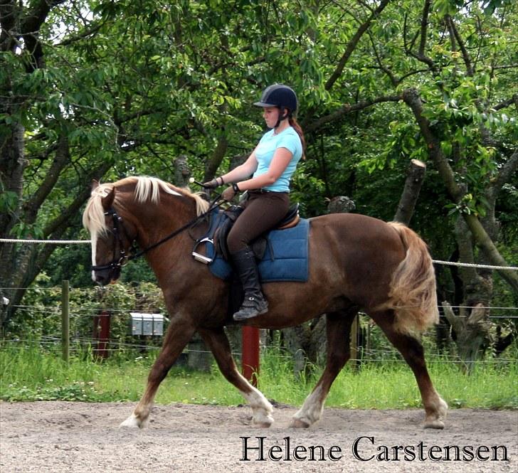 Welsh Cob (sec D) Mondetgården's Vivaldi  - #18 Dressur-træning. min dejlige stjerne-pony ! 17/7-2010 Fotograf: Natascha billede 18