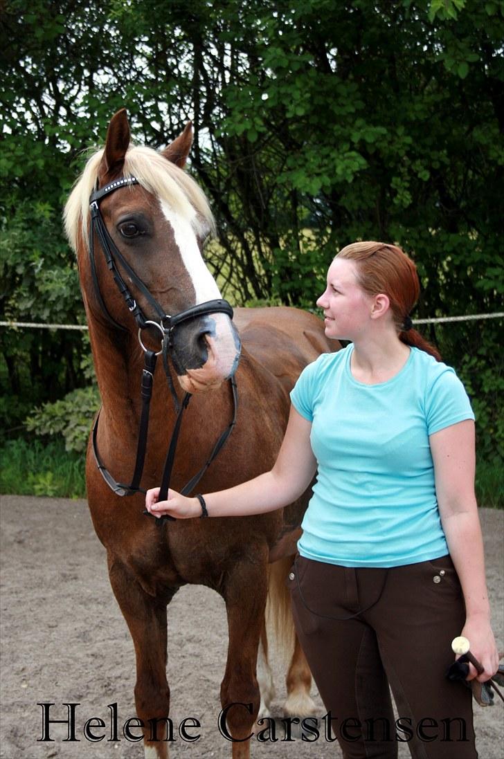 Welsh Cob (sec D) Mondetgården's Vivaldi  - #19 Hvor lækker har man lov til at være! 17/7-2010 Fotograf: Natascha billede 19