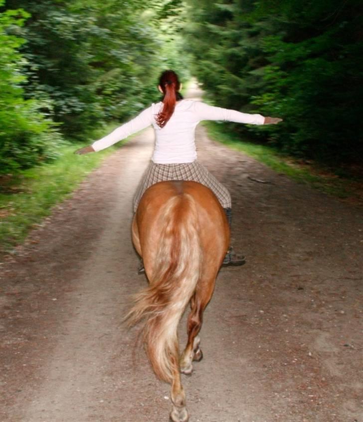 Welsh Cob (sec D) Mondetgården's Vivaldi  - #20 I can fly... 29/7-2009 Fotograf: Cille Raahauge billede 20