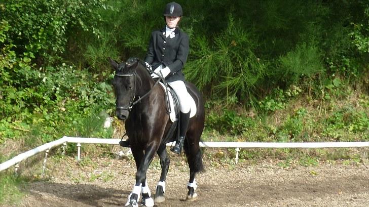 Welsh Cob (sec D) Laban Søholt. - OmrådeMesterskab 2010 SE ALBUMET OMR. 2010  billede 11