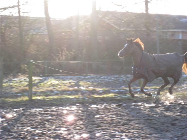 New Forest     Brentebjergs Zidane<3 - Velkommen til min dejlige pony Zidanes profil. <3 billede 1