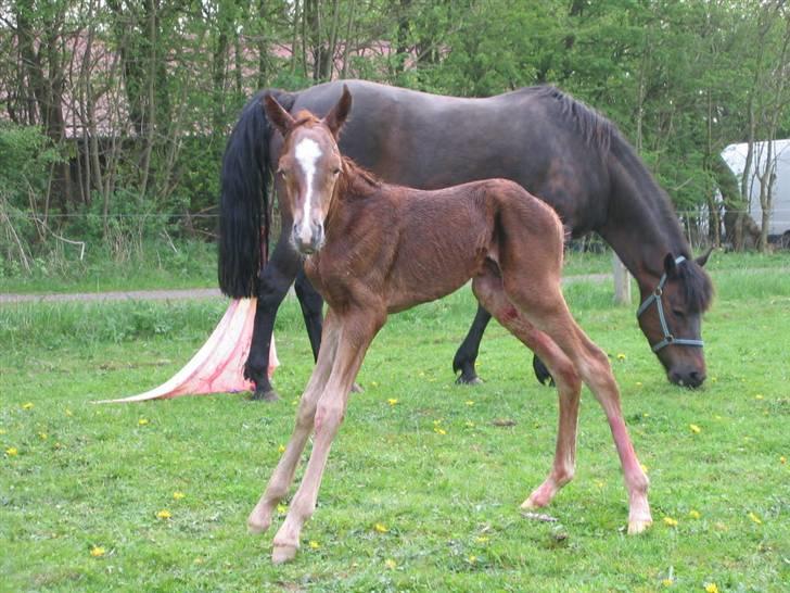 New Forest     Brentebjergs Zidane<3 - Lige kommet ud i verdenen :D billede 2