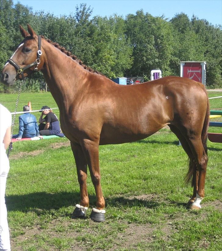 Anden særlig race Daisy - Billede er taget den 5. Sep. 2010 billede 13