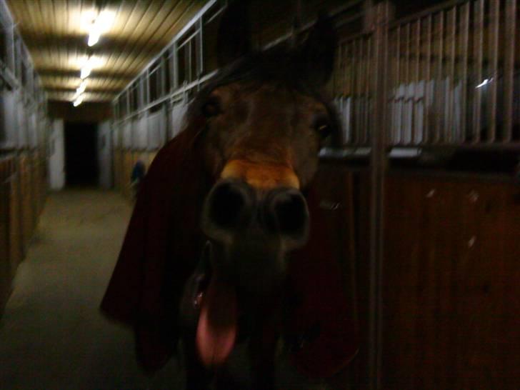 DSP Bay Runner (gammel part)= - BayManden er lige ved at gappe, jah det trænger man jo til..! billede 7