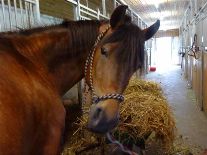 DSP Bay Runner (gammel part)= - er jeg ikke bare dejlig <3 billede 8