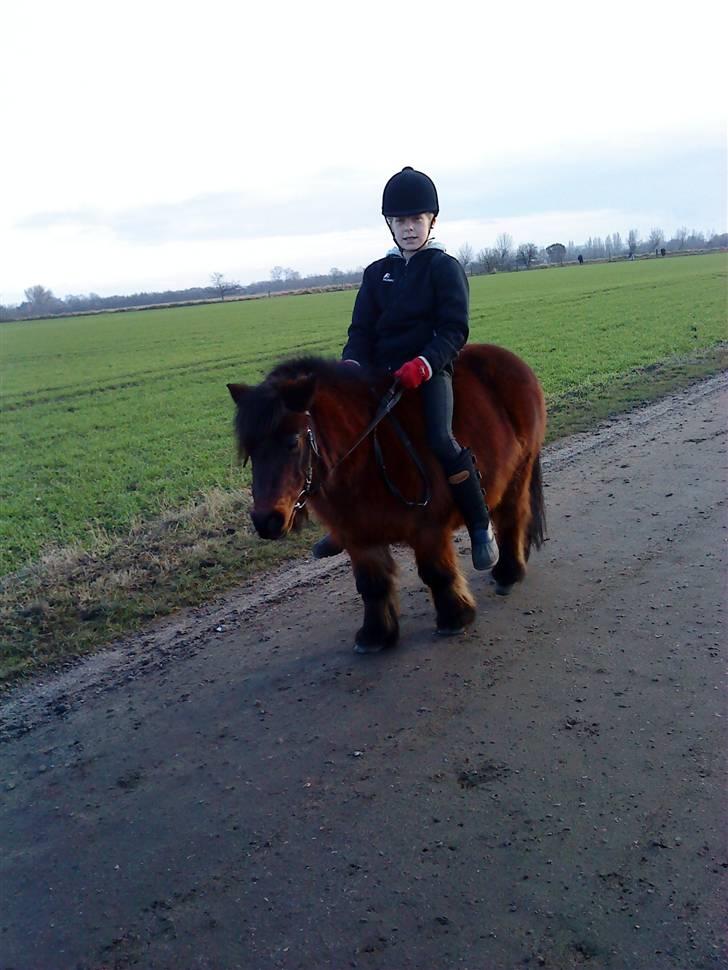 Anden særlig race Claus<3Gammel passerSOLGT - vi rider en tur igen det elsker vi jo <33   XD billede 16