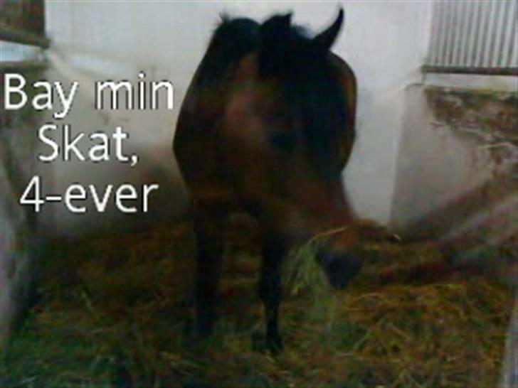 DSP Bay Runner (gammel part)= billede 10