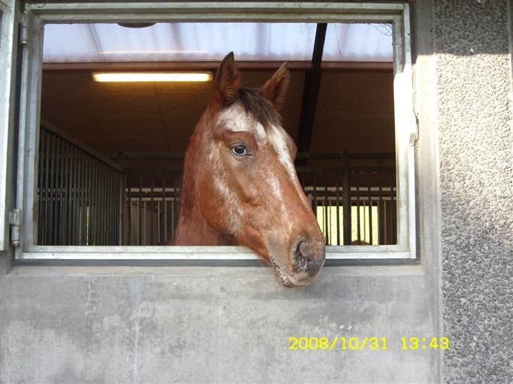 Appaloosa Gina Felina - Vindues kiggeren  billede 2