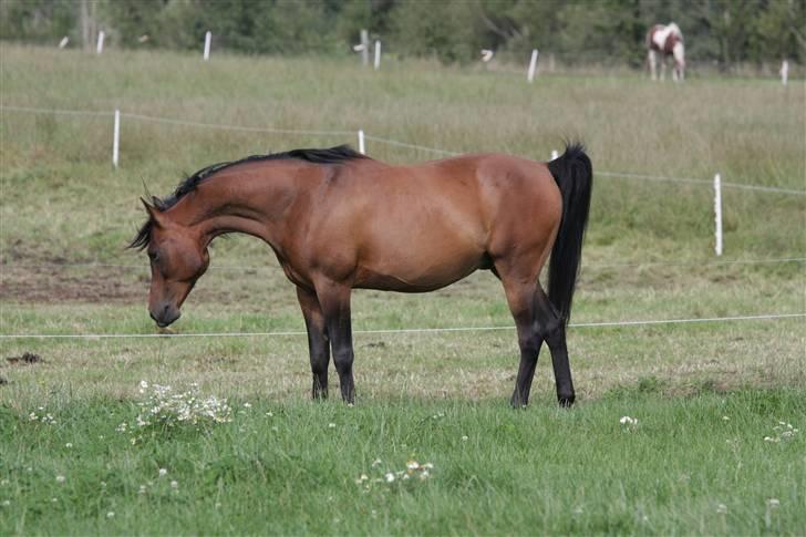 Arabisk fuldblod (OX) Gipson ox (himmelhest )': <3 - Foto af Lars Kjær billede 10