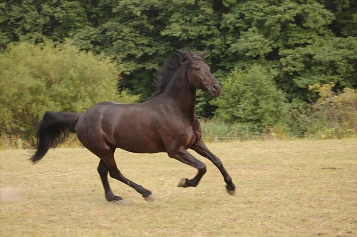 Anden særlig race Shadow - Hvem sagde Wendyplakat hest? :D Min sorte hingst <3 Fotograf: Mig selv. billede 5