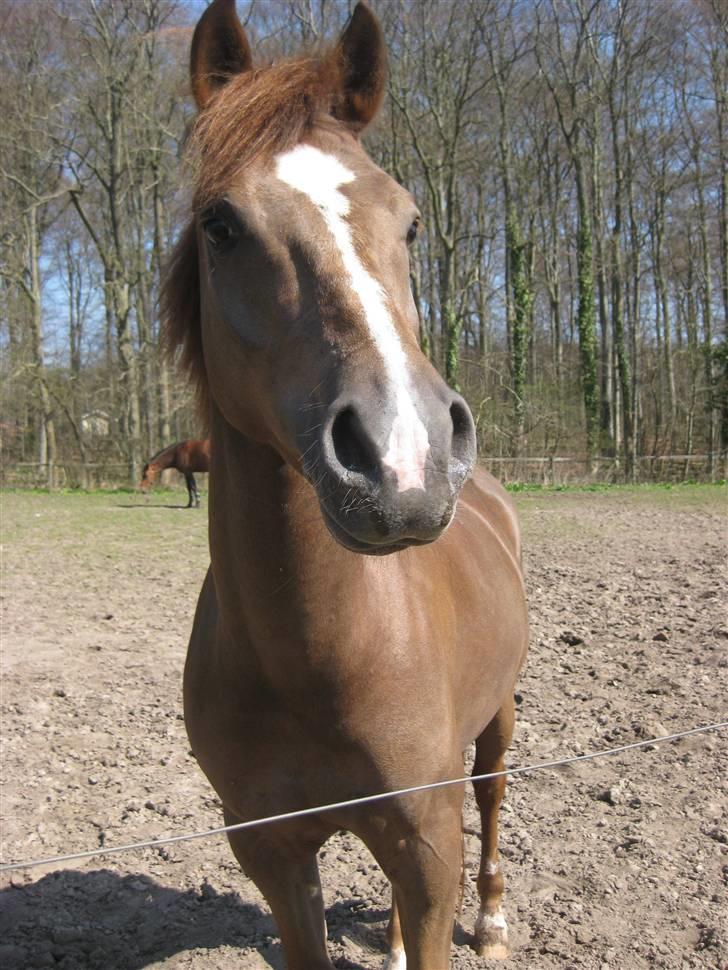 New Forest     Brentebjergs Zidane<3 - Brentebjergs Zidane. <3 billede 5