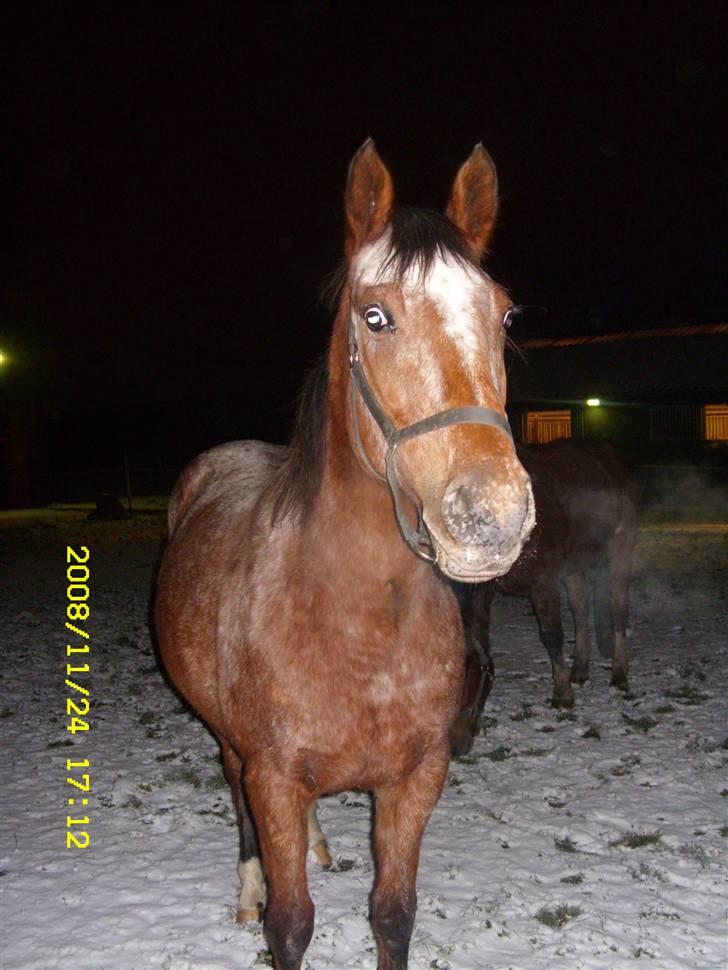 Appaloosa Gina Felina - Ude og hygge i sneen billede 3