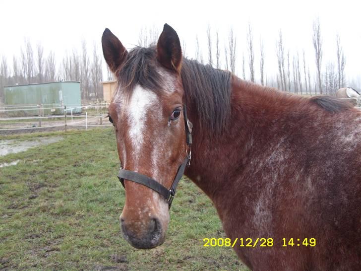 Appaloosa Gina Felina - Hej mor billede 4