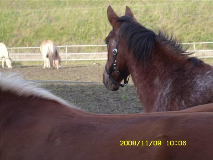 Appaloosa Gina Felina - På vej til græsfolden billede 5