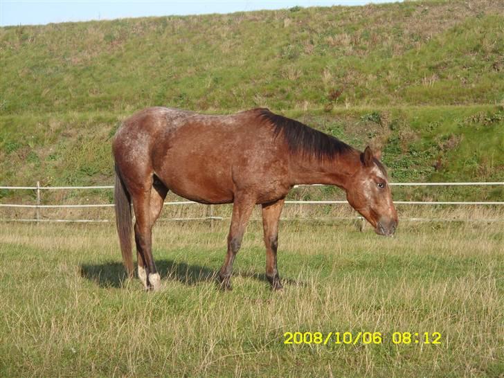 Appaloosa Gina Felina - Sommerfold billede 7