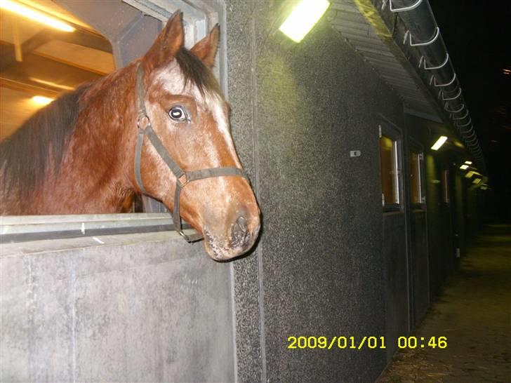 Appaloosa Gina Felina - GODT NYTÅR billede 8