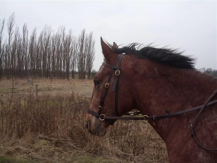 Appaloosa Gina Felina - På tur billede 9