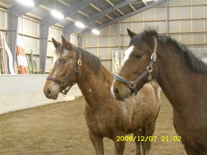 Appaloosa Gina Felina - Felina og hendes kæreste Duke of Hazard billede 10