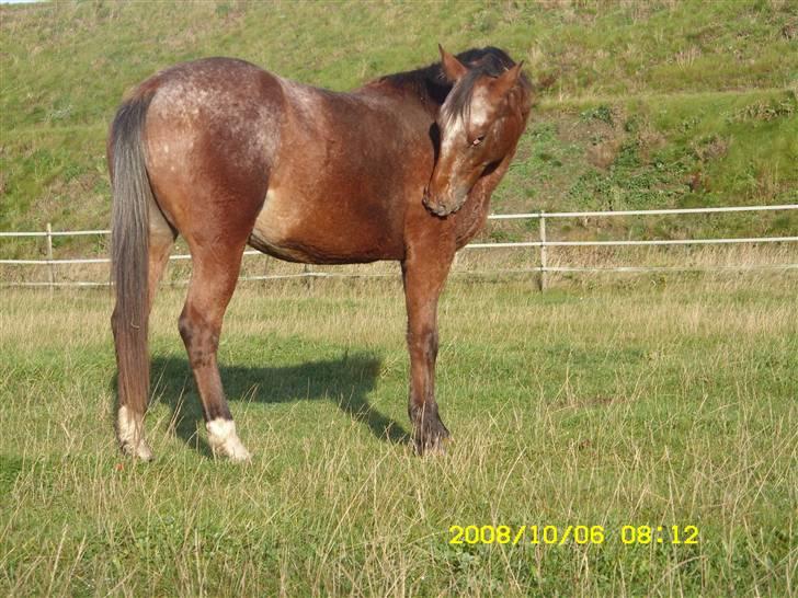 Appaloosa Gina Felina - Det klør billede 11