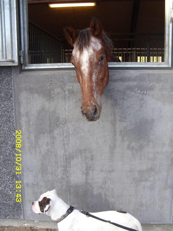 Appaloosa Gina Felina - Felina og Caisa billede 12