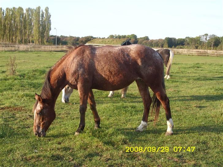 Appaloosa Gina Felina - Felina på sommergræs billede 13