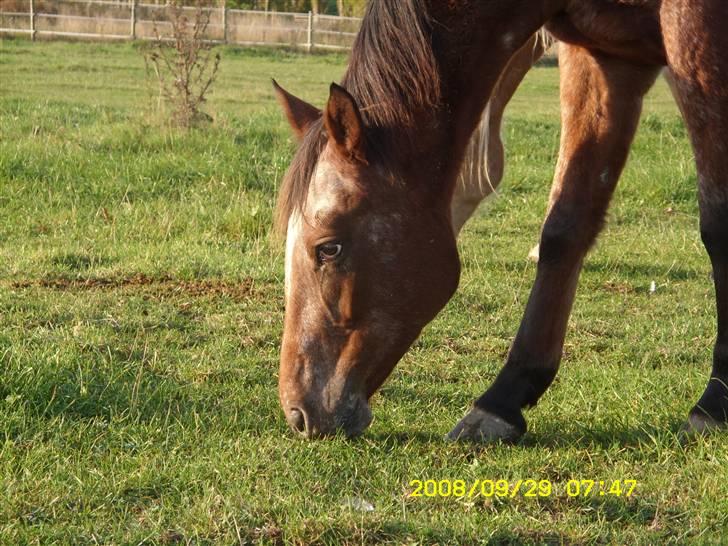 Appaloosa Gina Felina - På græs billede 14