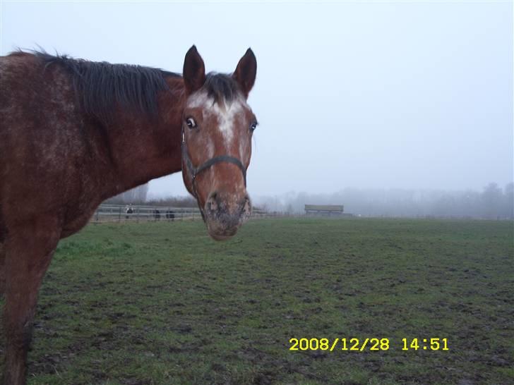 Appaloosa Gina Felina - På fold billede 15