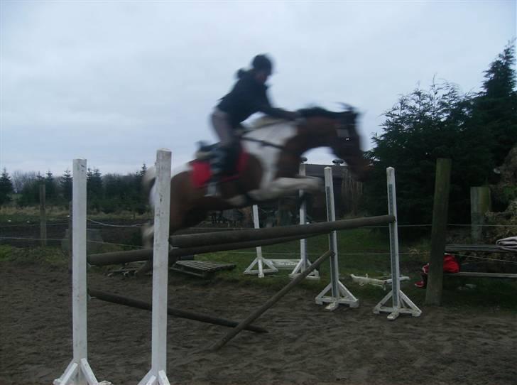 Anden særlig race Elmelunds Dalton- Søsters - Springtræning - 130 cm. billede 20