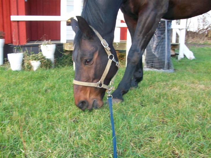 Anden særlig race Laurits (Kegle)   - Græsning foran hanibalsminde !  billede 14