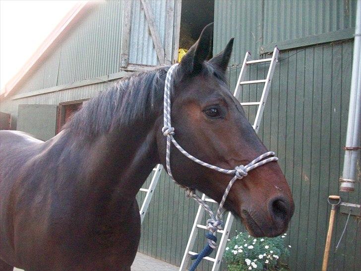 Anden særlig race Laurits (Kegle)   - Dejlige !  billede 15