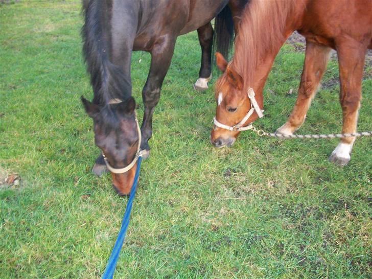 Anden særlig race Laurits (Kegle)   - Fordi i ikke kan fordrave hinandne ! :D Alle´Balle og Kegle´Dyret !  billede 16