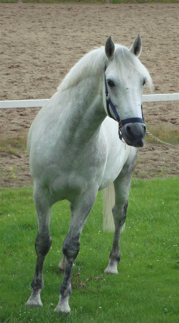 Connemara Calle - SOLGT - calle  billede 16