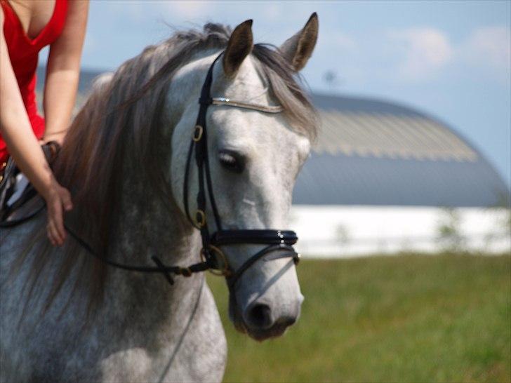 Anden særlig race Lanett billede 5