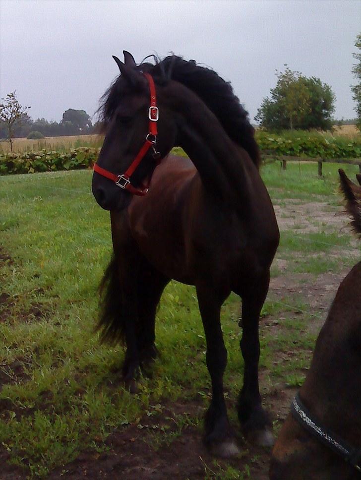 Frieser Maartje S billede 4