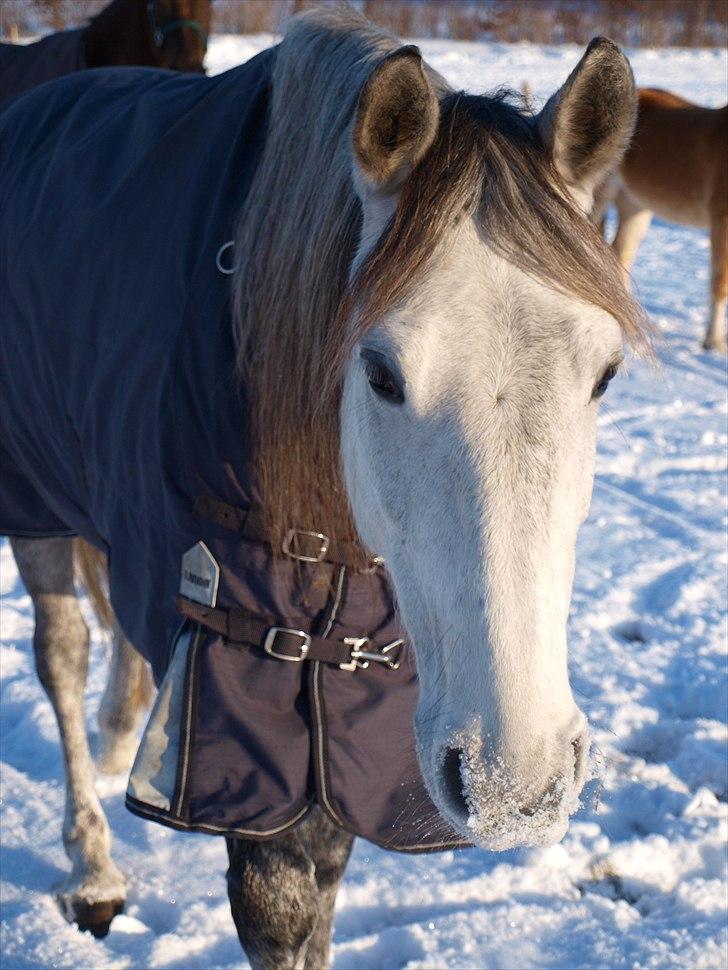 Anden særlig race Lanett billede 12