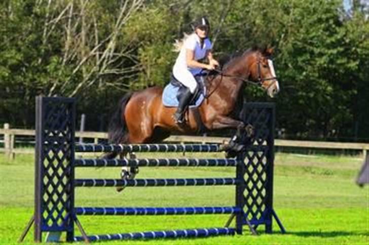 Hollandsk Varmblod Nixon *SOLGT* billede 18