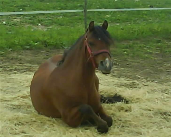Welsh Pony (sec B) Naop Jack - Jack der ligger og slapper af <33 <33 <33 billede 1