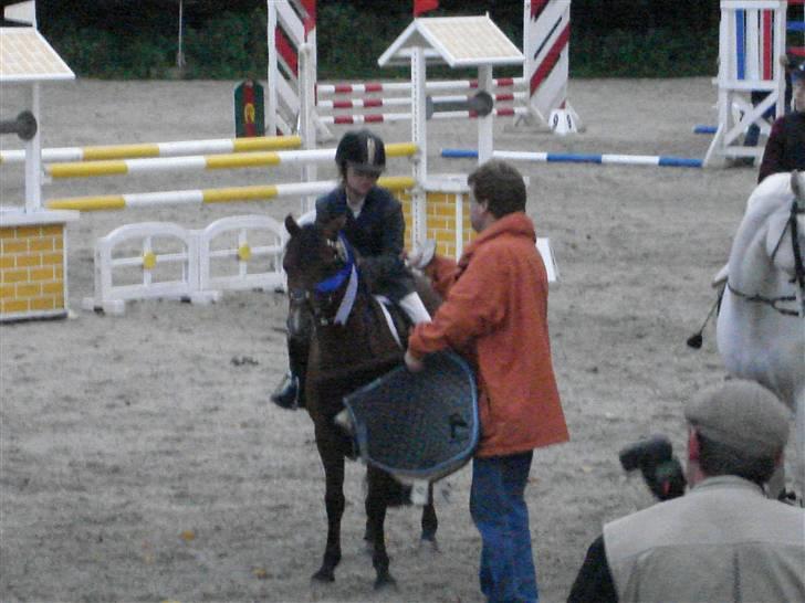 Welsh Pony (sec B) Naop Jack - Jack får sløjfe i parken billede 3