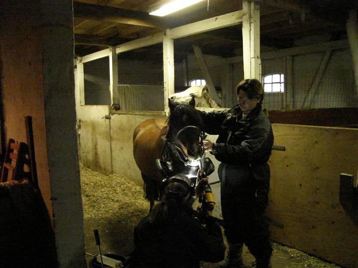 Welsh Pony (sec B) Naop Jack - Jack der får tandlæge :( billede 4