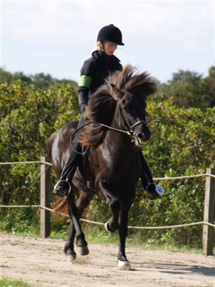 Islænder Týra fra Carlshøj - Til Orelund 08 billede 16