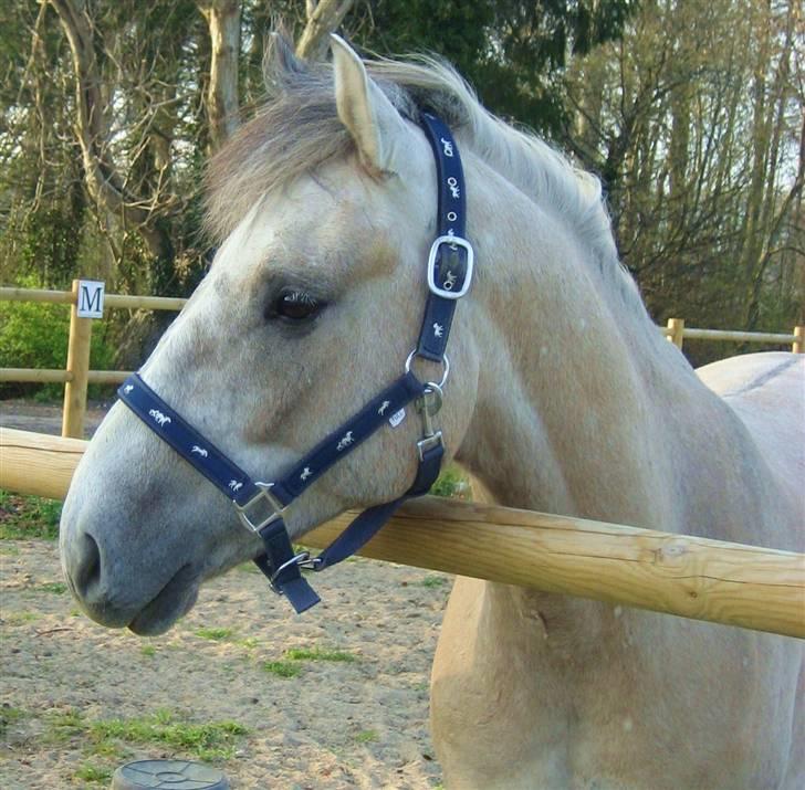 Anden særlig race Silver Shy <3. Solgt - Silver´s Smukke, Men Store Hoved! :) billede 3